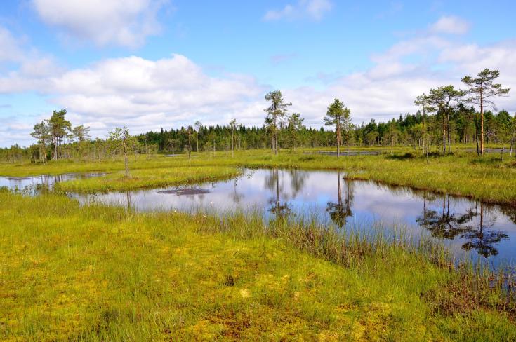 Wetland scenery with water at the front and green, low vegetation in the background.