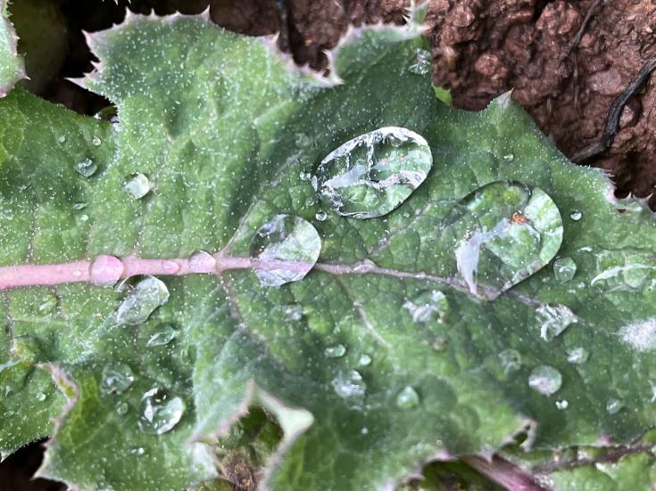 Leaf with droplets of water