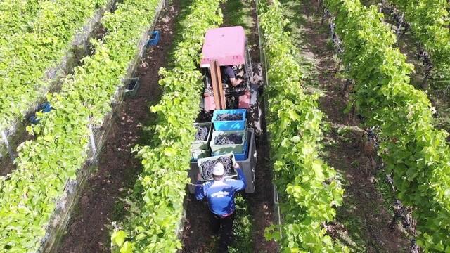 Man collecting grapes