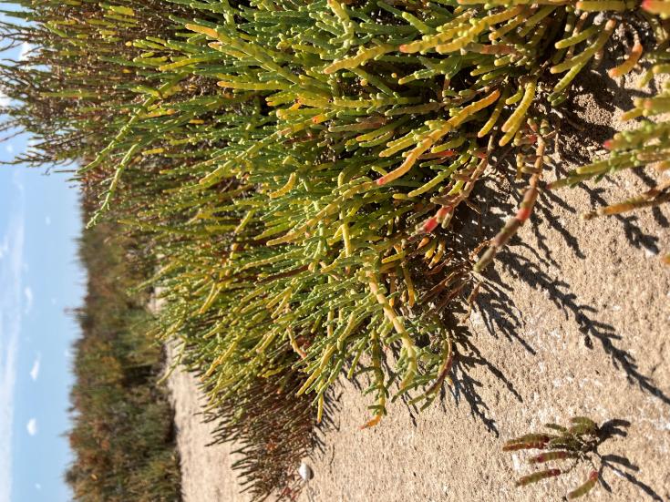 Marshland green vegetation in a dry sand as a close picture