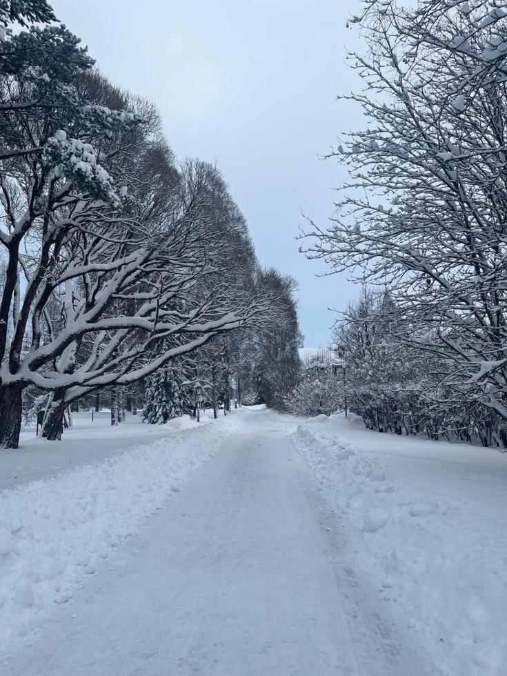 Road with trees covered in snow