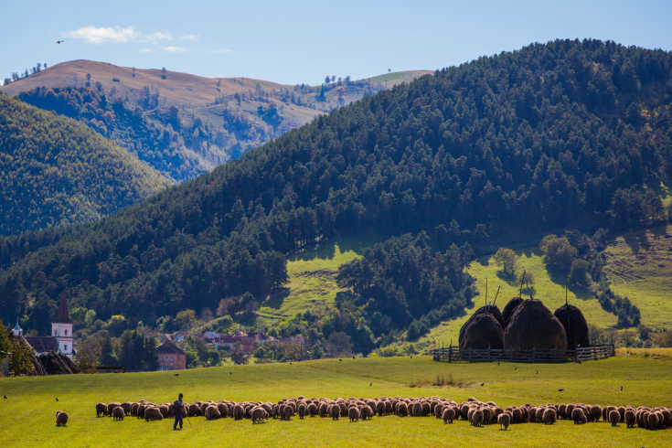 A landscape of the National Park in Rasinari, Romania A green landscape with hills covered by dense forestry and a herder with cattle in front
