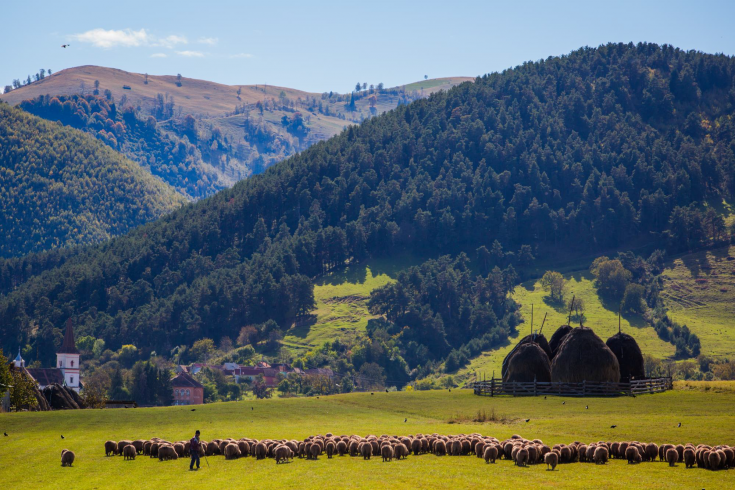 A green landscape with hills covered by dense forestry and a herder with cattle in front