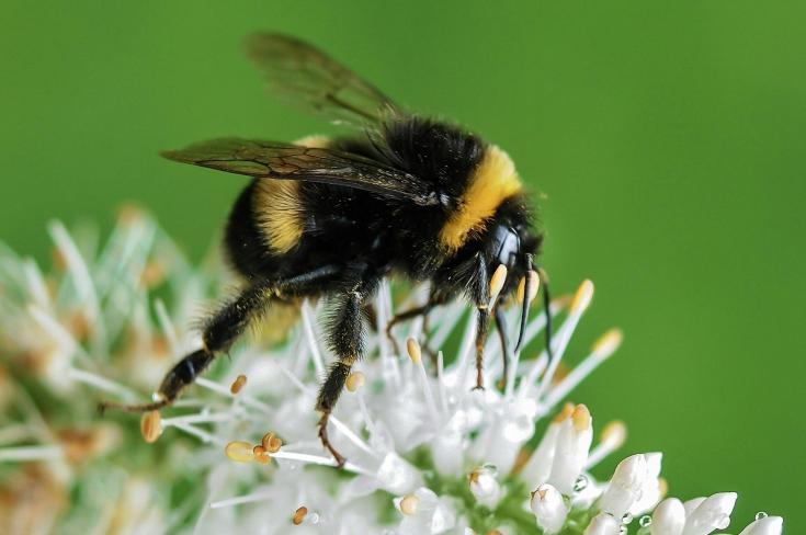 Improving territorial policies to address the decline of pollinators Improving territorial policies to address the decline of pollinators