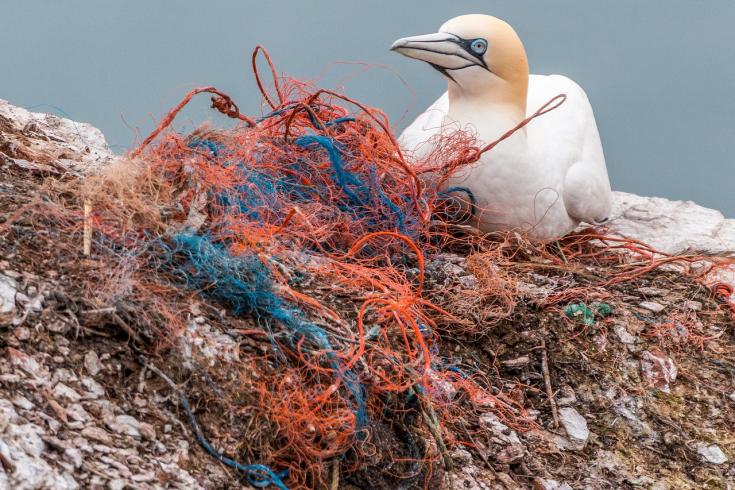 Photo of sea bird on fishing nets