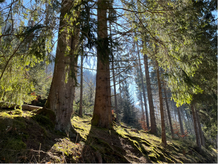 View of forest