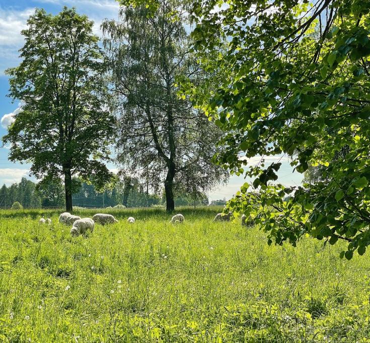 Sheep in greeny pasture RUT COPR