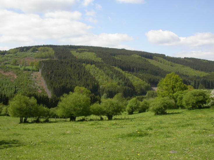 Panoramic view of a forested hillside in the Wallonia region of Belgium, showing a mix of coniferous and deciduous trees with open meadows in the foreground under a partly cloudy sky.