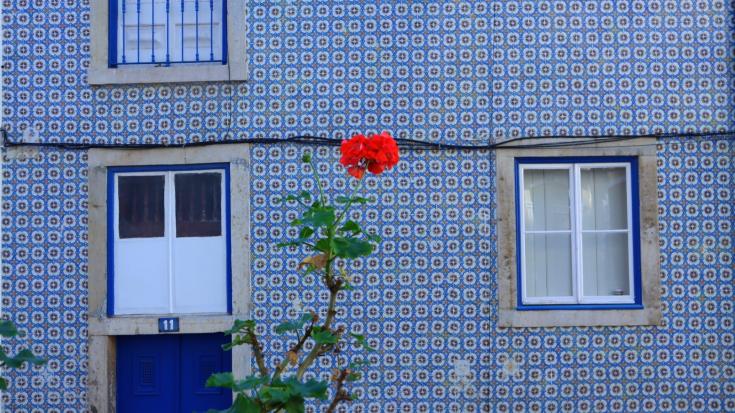 Rose in front of mosaic blue building COPR Isaure Suplisson Rose in front of mosaic blue building COPR Isaure Suplisson