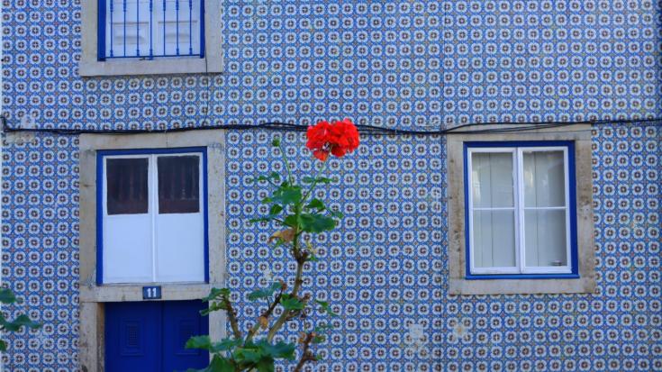 Rose in front of mosaic blue building COPR Isaure Suplisson