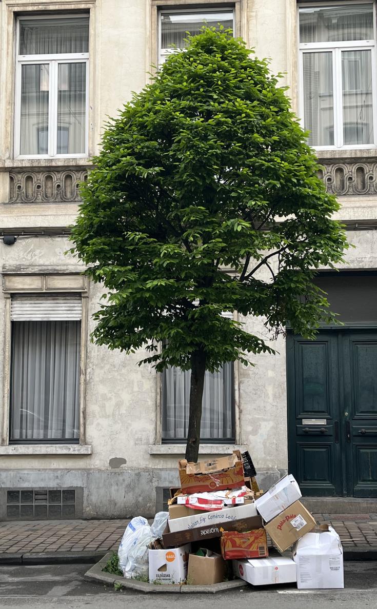 Tree in a street Tree in a street