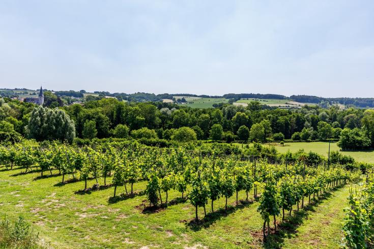 View of green landscape and vineyard