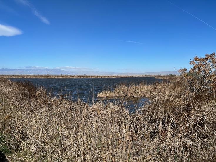 View of wetland View of wetland