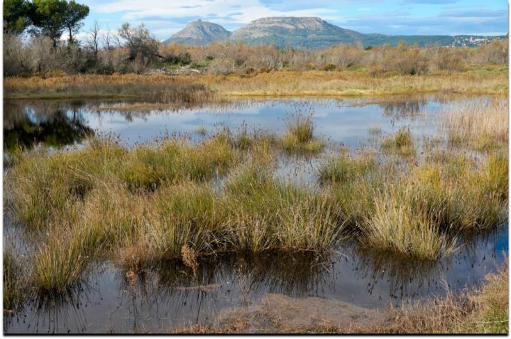 Wetlands