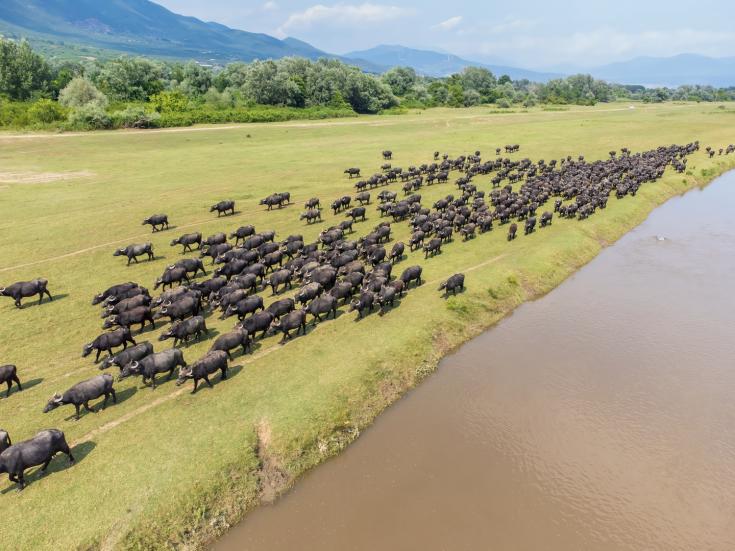 Buffaloes_Strymon_EKBY_Logothetis