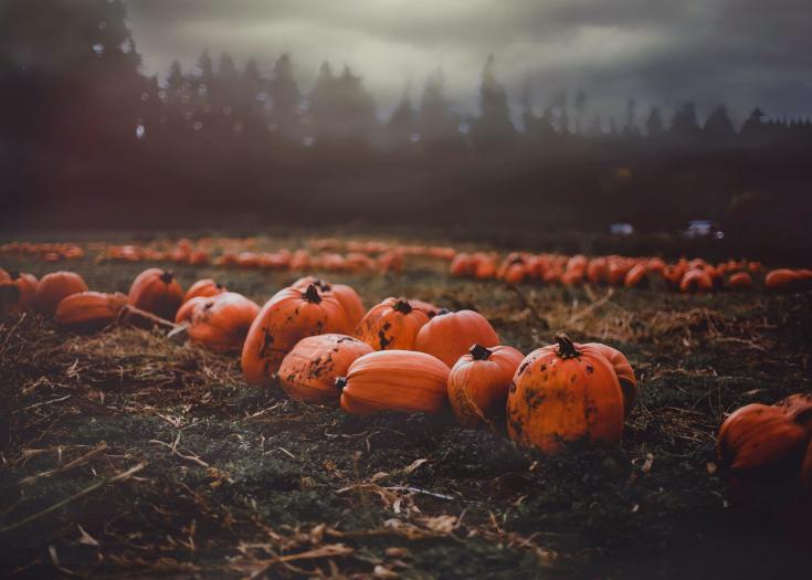 clusters of pumpkins in a field