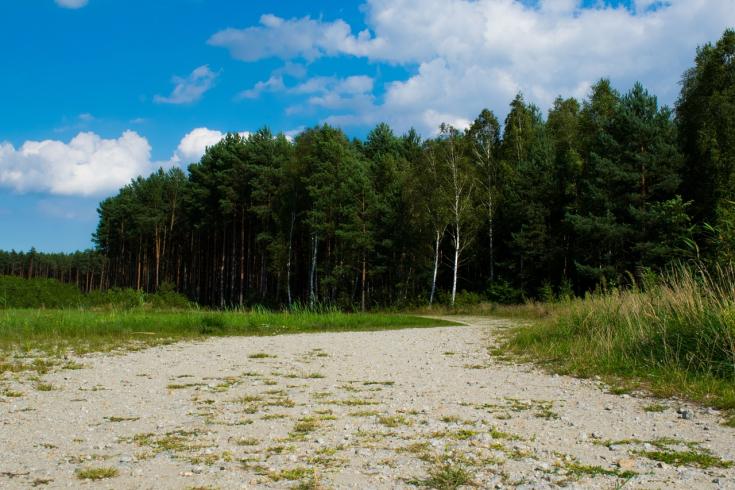 A bright, partly cloudy sky over a peaceful forest clearing. Tall pines and slender birch trees line the horizon, while a sandy path curves gently through sunlit grass toward the trees.