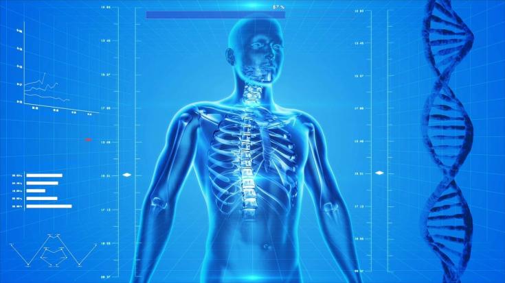 human skeleton and body with DNA
