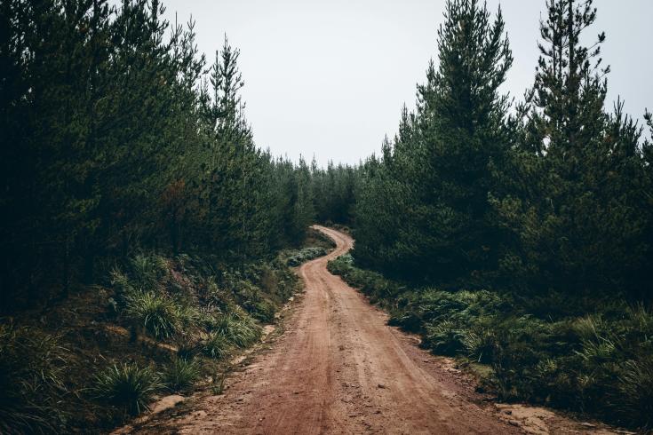A winding dirt road cutting through a dense pine forest, surrounded by lush greenery under an overcast sky.