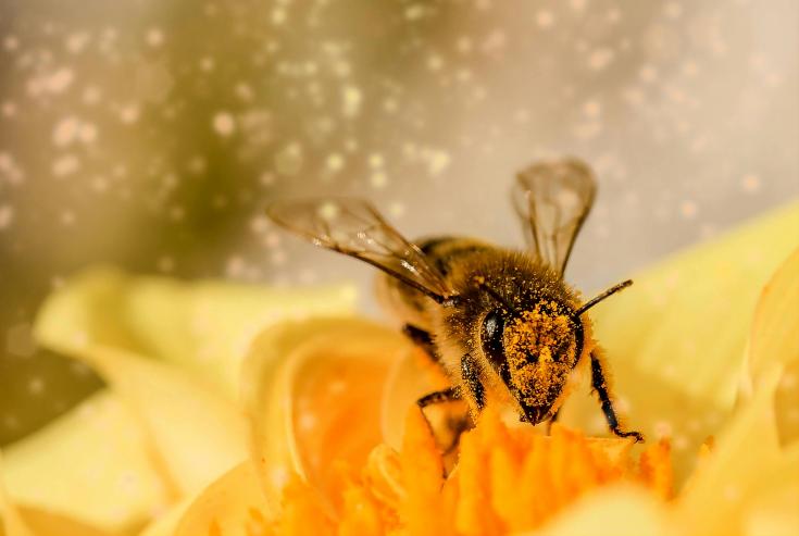 POLLINATE Improving territorial policies to address the decline of pollinators