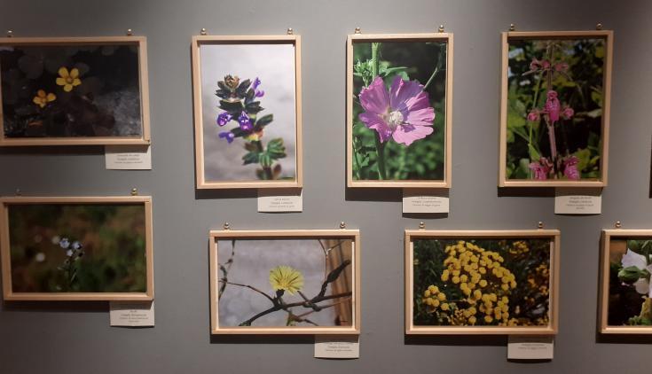 I see many pictures with flowers