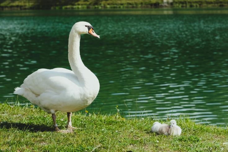 swan