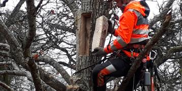 Veteranisation done by an arborist