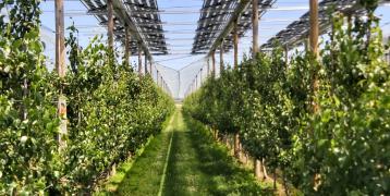 Agrivoltaics setup above pear orchard.