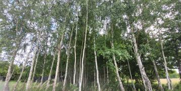 Green Forest