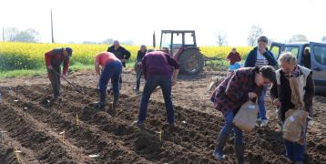 You can see several persons planting potatoes in a filed, near a tractor. 