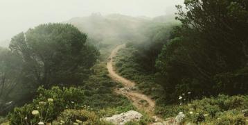 A narrow dirt path winds through a misty landscape, surrounded by lush green bushes and trees. The sky is overcast, with thick fog enveloping the scene, creating a serene and mysterious atmosphere.