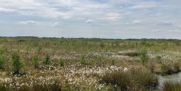 Raised peat bog area Bargerveen