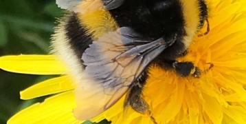 Close up of bee on a dandelion