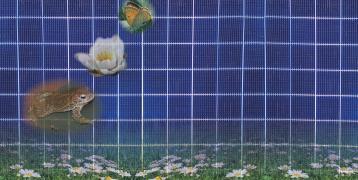 Solar-PV with biodiversity