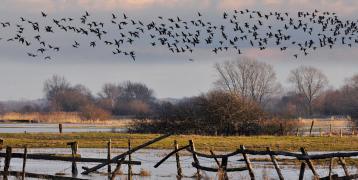 The image depicts a flooded meadow in autumn with migratory water birds