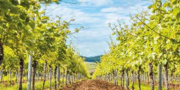 Vineyard