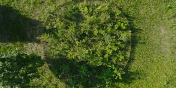 “Miyawaki” micro forests 