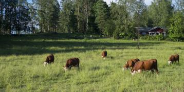Cows grazing in field Cows grazing in field
