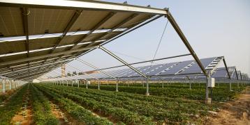 Crops growing under PV panels Crops growing under PV panels