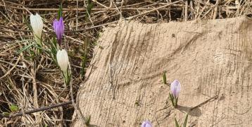 Crocus flowers in Valchiavenna 