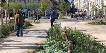 City main square, tramway, green plants and trees