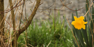 Tecoma Stans flowering in greenery