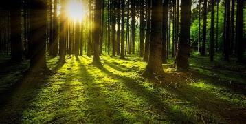Forest with sunlight shining through Forest with sunlight shining through