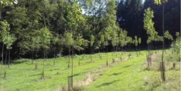 Tree seedlings in a glade