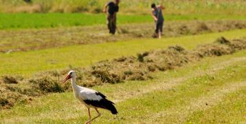 Example for the High Nature Value farmed grassland landscapes in Transylvania