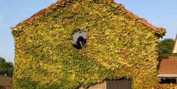 House covered with plants