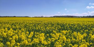 rapeseed field Rapeseed field