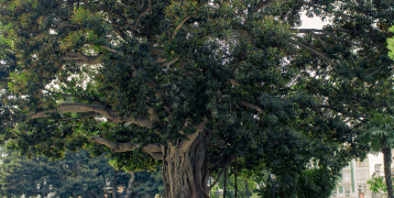 Big old tree in a city park