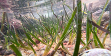 Seagrass restoration project (Cymodocea nodosa) in Corrales de Rota (Rota, Cadiz)