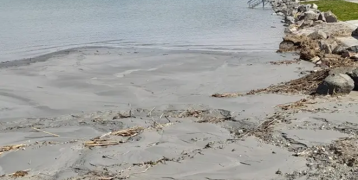 A tranquil yet eroded shoreline of a large lake under a clear sky. The foreground shows a wide expanse of gray, silty sand strewn with debris and flanked by rocks. A line of bare trees stretches along the right side, parallel to the water's edge. In the distance, a gentle hill rises, adding a serene backdrop to the scene